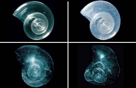 http://ocean.si.edu/ocean-photos/shell-dissolves-seawater