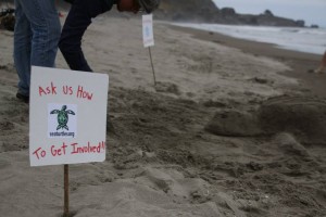 Outreach for California Sea Turtle Hero (photo by Sara Gendel)