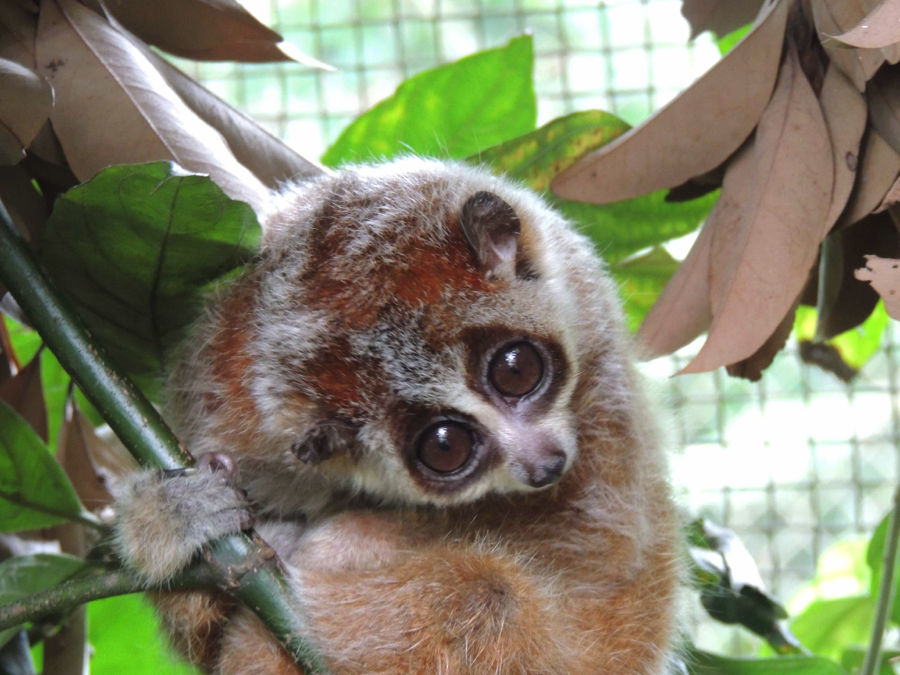 Pygmy slow loris, in Cuc Phuong National Park Endangered Primate Rescue Center.  Photo credit: Mary Blair 