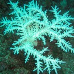 On the other side of the reef, this is a photograph of bleached coral. The damage is most likely from cyanide fishing.