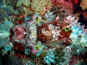 Vibrant coral from a healthy section of the reef in Sebaste Shoal taken earlier this year in April.