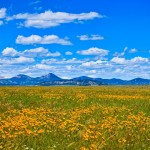 Springtime in Montana's High Plains. Credit: ASC