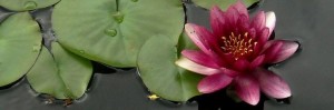 A lotus flower (source)