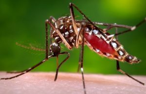 Aedes aegypti a vector for transmitting several tropical diseases. Resource: Center for Disease Control and Prevention