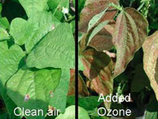 Fig. 1. Effects of surface ozone on plants.