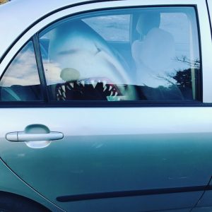 A plaster shark head looms out of a fellow intern's car window.
