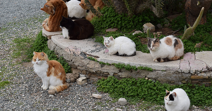 feral cats in the wild