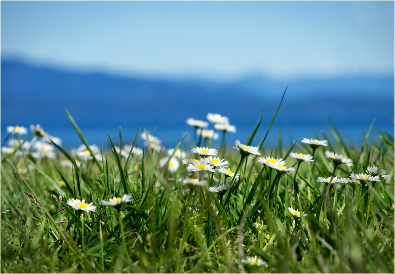A field of white daisys against a blue sky with distant mountains.