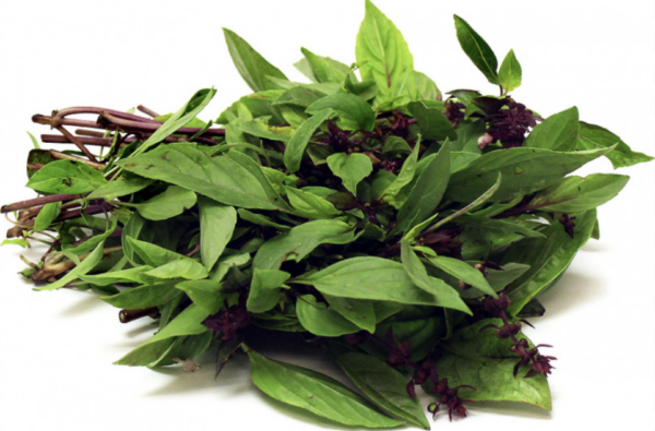 Herbs, Thai Basil
