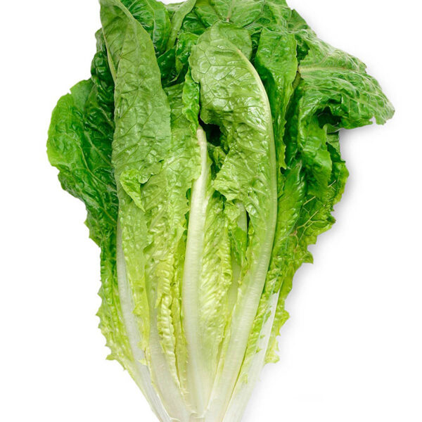 Romaine Lettuce