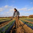 Lindsey Lusher Shute, MS ’07, was interviewed for a piece on young farmers the New York Times. See related post on NPR’s Food Blog, the salt and listen to the […]