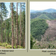 I work for the North Coast State Forest Coalition, out of the Oregon Chapter Sierra Club Office in Portland, Oregon In 2011, the Oregon Department of Forestry revised the State […]