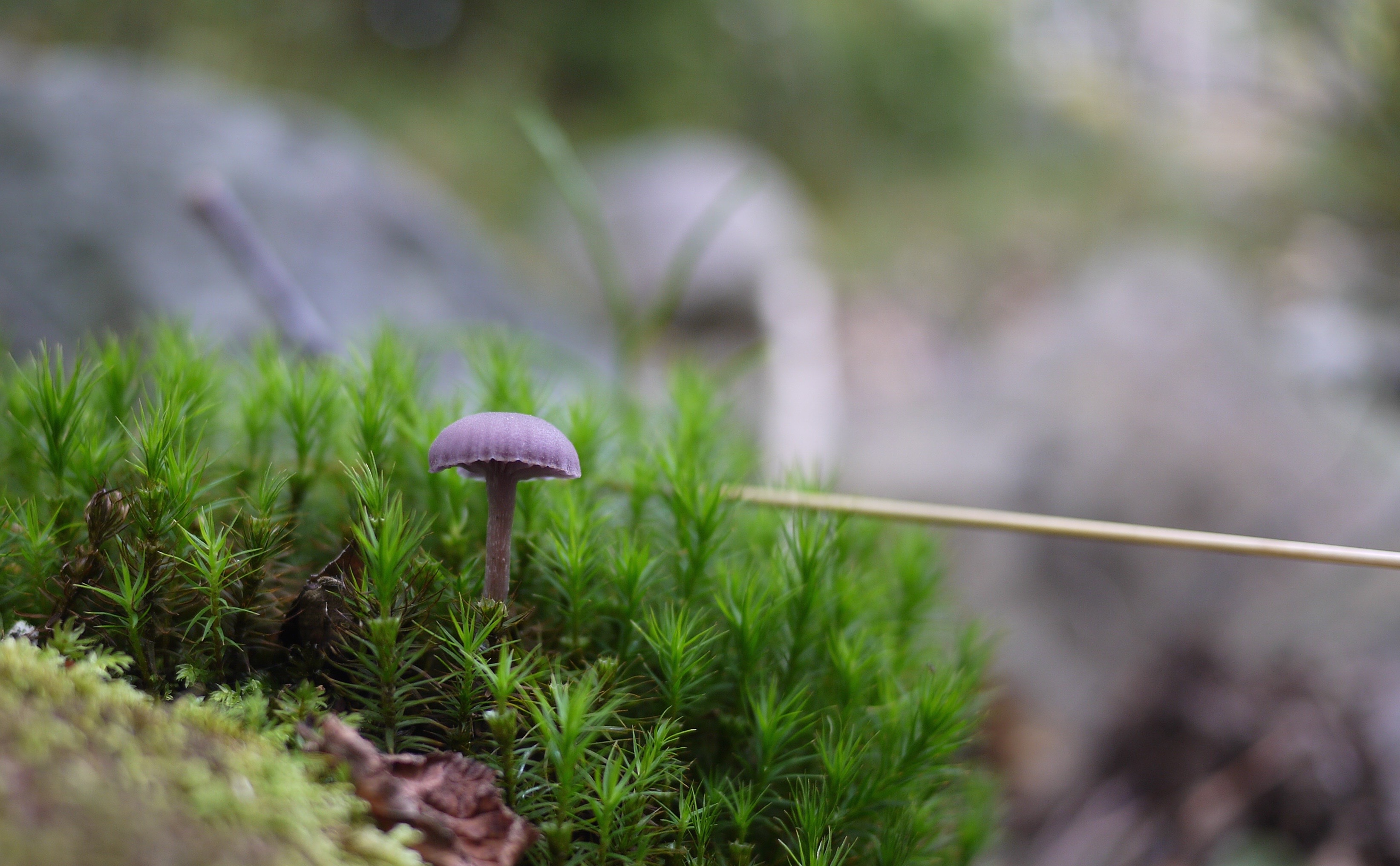Resilience in the land of moss and mushrooms