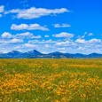 Big Sky Country. What runs through your mind when you read those three words? A never-ending canopy of blue skies, perhaps? The wide open spaces of ranch land, home to […]