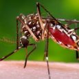 Did you know that climate change has a lethal “bite” that may cost thousands of women their health, their lives and their future? “I spent ages blaming myself, the government and […]