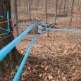 Maple syrup is more than a sweet treat: to the sugarmakers of the Northeast, it’s a way of life. The tradition of maple sugaring has roots in indigenous culture and […]