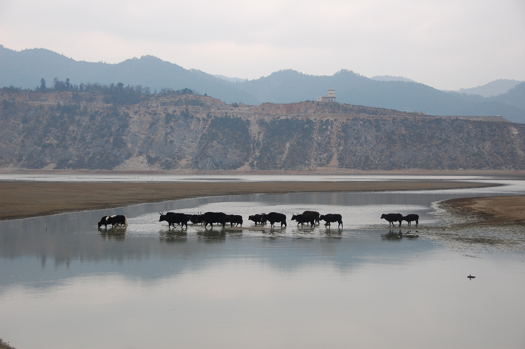Following the Tea Horse Road: Trade, Tourism and Conservation in Yunnan Province