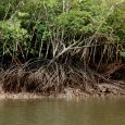 Mangroves are arguably the coolest ecosystem on the planet, in addition to being one of the most biologically productive. Mangroves are trees with above-ground root systems that are partially submerged […]