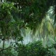 Tropical forests have a lot to offer: the richest concentration of biodiversity on the planet, a home for indigenous peoples, and the plants that are used to create many modern […]