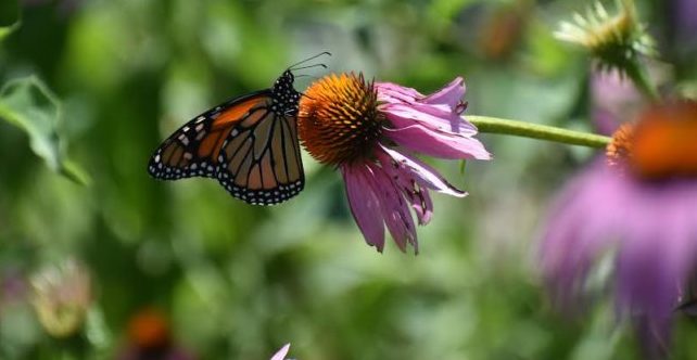 Flowers for insects: fostering synergies between beneficial insects and farms