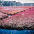   A large percentage of the world’s cranberries are produced in the United States, and Massachusetts is a leading producer among the states. Cranberries depend on pollination, and the current […]