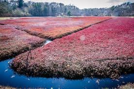 Leadership in the Field of Pollinator Conservation in Massachusetts Cranberry Bogs