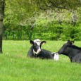 Pictured here are two groups of relatively similar cattle who are experiencing drastically different living situations. Briefly imagine life as one of the cows pictured here—where would you rather be […]